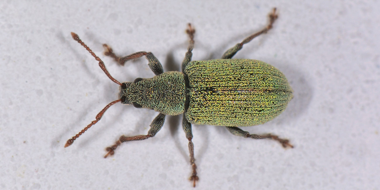Curculionidae:  Phyllobius roboretanus?  No, Phyllobius subdentatus